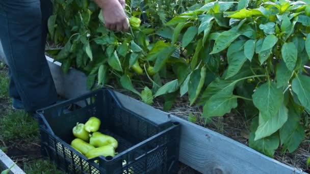 Agricultor que colhe pimentas verdes — Vídeo de Stock