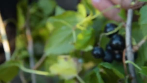 Raccolta del ribes nero — Video Stock