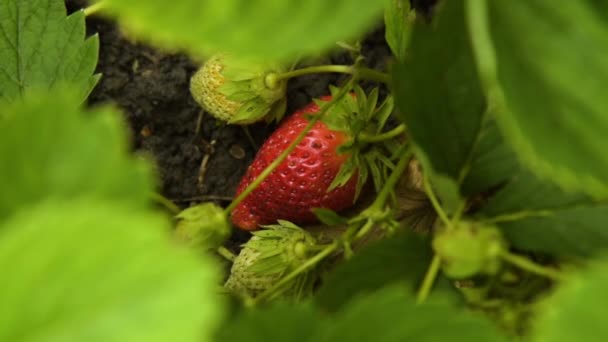 Aardbei plant met bessen — Stockvideo