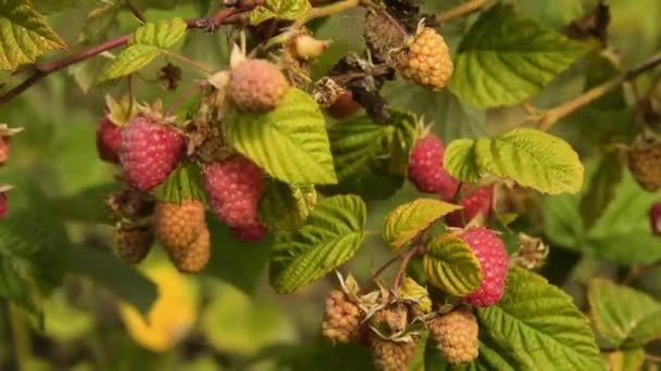 Выращивание малинового растения с ягодами — стоковое видео
