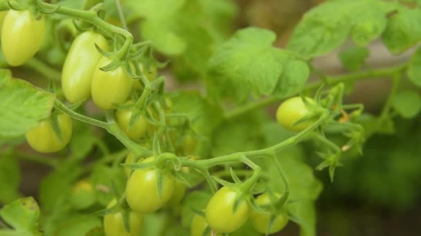 Cultivando tomates. Marco y agricultura — Vídeos de Stock