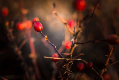Çalılıklardaki doğal taze gül ağacı. 
