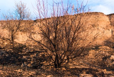 Tepedeki yangından sonra ağaç
