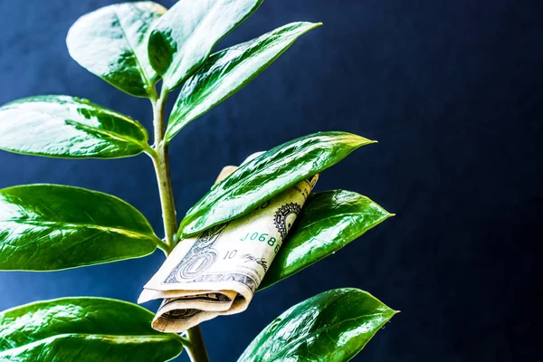 Dolar banknotlu para ağacı koyu arka planda