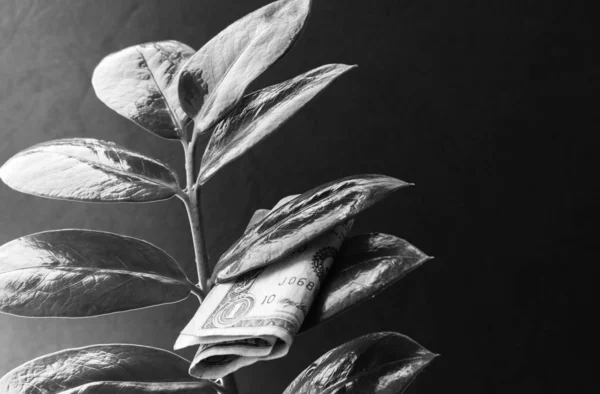 Dolar banknotlu para ağacı siyah ve beyaz arka planda 