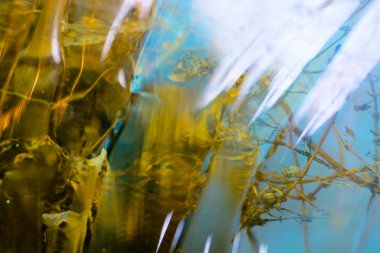 Kalıplı cam arka plan bölümünün arkasındaki kuru bitkiler bulanık