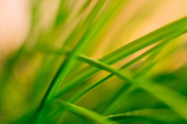 yeşil yaprak arkaplan dokusu