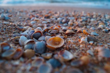 Deniz sahilinde çok renkli deniz kabukları