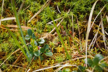 Vahşi orman bitkileri kapanır.