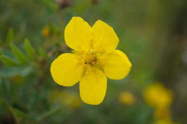 Yeşil arka planda parlak çiçekler.