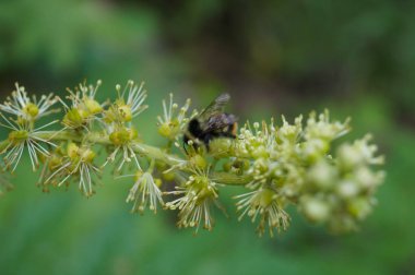 Bulanık yeşil arka planda beyaz tüylü çiçek. Yakın plan.