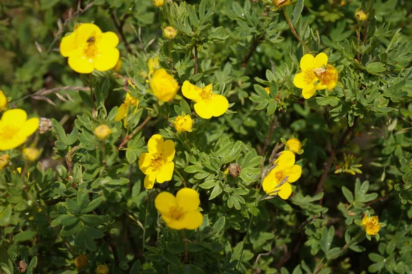 Dasiphora Yeşil Arka Planda Sarı Çiçekler — Stok fotoğraf