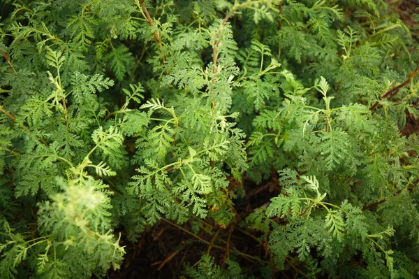 Dzikie Rośliny Leśne Liście Zielone — Zdjęcie stockowe