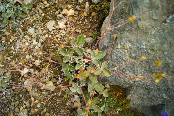 Wilde Bergpflanzen Auf Einem Hintergrund Aus Steinen Und Moos — Stockfoto