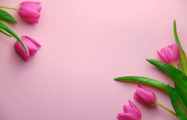 Pembe arka plandaki laleler yukarıdan aşağıya görünüm, ortada telif alanı, tatil konsepti