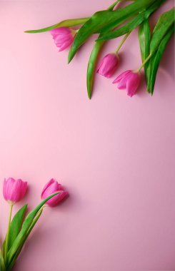 Pembe arka plandaki laleler yukarıdan aşağıya görünüm, ortada telif alanı, tatil konsepti