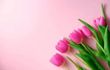Pembe arka planda Hollanda laleleri. Solda telif alanı, tatil konsepti, aşk.