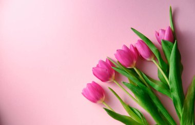 Pembe arka planda Hollanda laleleri. Solda telif alanı, tatil konsepti, aşk.
