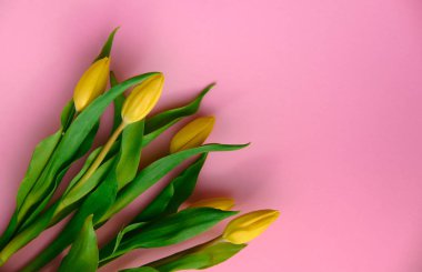 Pembe üzerinde Hollanda laleleri, tepe üstü görünüm telif alanı sağ, tatil konsepti