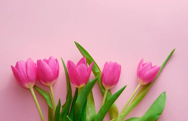 Niederlande Tulpen auf rosa Hintergrund von oben nach unten Ansicht, Urlaubskonzept, Liebe — Stockfoto