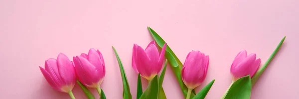 Голландские тюльпаны на розовом фоне сверху вниз вид, праздничная концепция, любовь, широкий — стоковое фото