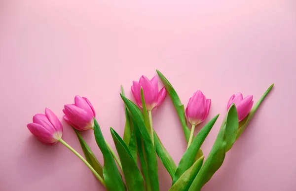 Голландские тюльпаны на розовом фоне сверху вниз вид, праздничная концепция, любовь — стоковое фото