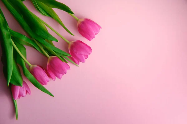 Голландские тюльпаны на розовом, вид сверху с копирайтом справа, праздничная концепция — стоковое фото