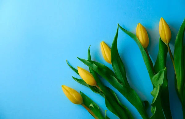 Желтые тюльпаны на синем фоне с копирайтом, праздничная концепция, весна — стоковое фото