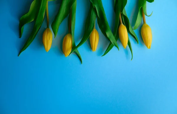 Желтые тюльпаны на синем фоне с копирайтом, праздничная концепция, весна — стоковое фото