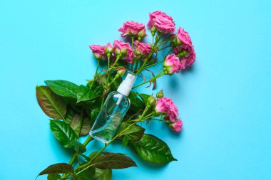 Güller mavi arka planda yatar güller açılır, düzleşir