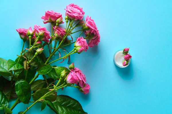 Розы крем лежит на красивом синем фоне — стоковое фото