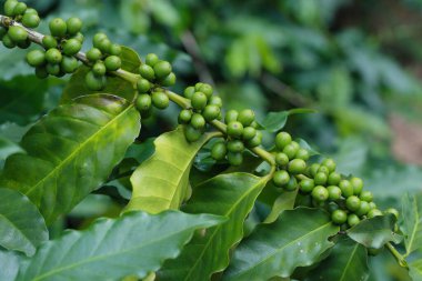 kahve çekirdekleri dalı 