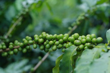 kahve çekirdekleri dalı 