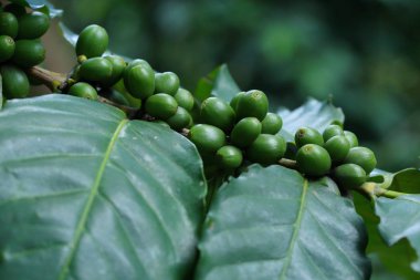 kahve çekirdekleri dalı 