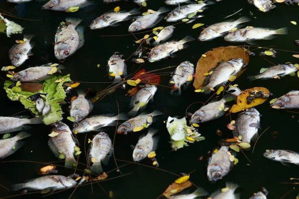 Peces Muertos Flotaban Agua Oscura Contaminación Del Agua — Foto de Stock