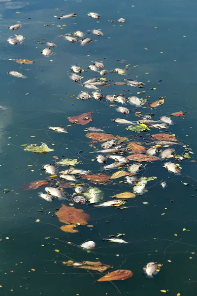 Dead Fish Floated Dark Water Water Pollution — Stock Photo, Image