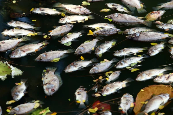 Dead Fish Floated Dark Water Water Pollution — Stock Photo, Image