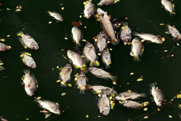 Peces Muertos Flotaban Agua Oscura Contaminación Del Agua — Foto de Stock