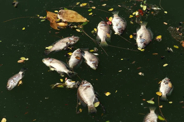 Peces Muertos Flotaban Agua Oscura Contaminación Del Agua — Foto de Stock