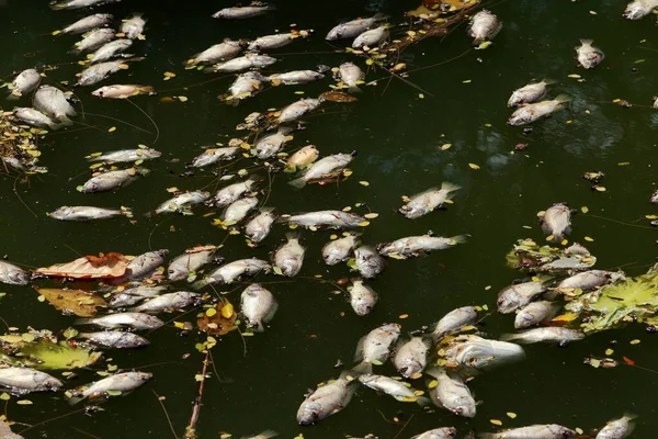 Dead Fish Floated Dark Water Water Pollution — Stock Photo, Image