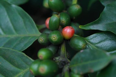 kahve çekirdekleri dalı 