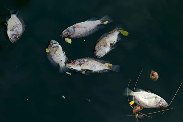 Peces Muertos Flotaban Agua Oscura Contaminación Del Agua — Foto de Stock