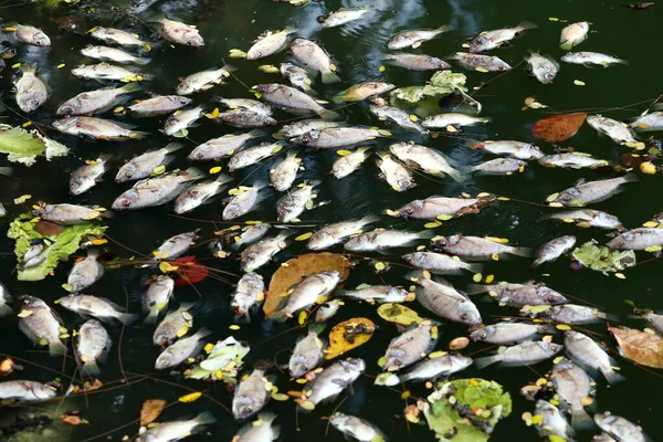 Dead Fish Floated Dark Water Water Pollution — Stock Photo, Image