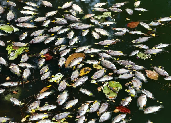 Dead Fish Floated Dark Water Water Pollution — Stock Photo, Image