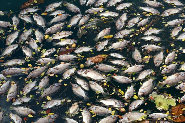 Pesci Morti Galleggiavano Nell Acqua Scura Inquinamento Delle Acque — Foto Stock