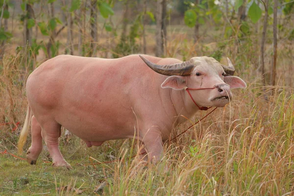 Thai Buffel Horn Länge Värdig Vatten Buffel Thailand — Stockfoto