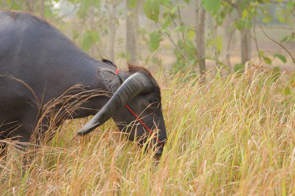 Thai Buffel Horn Länge Värdig Vatten Buffel Thailand — Stockfoto