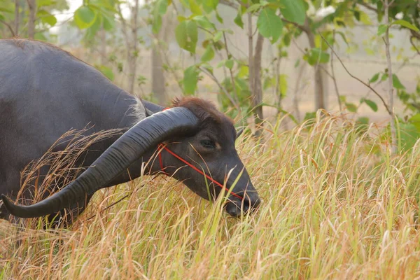 Thai Buffel Horn Länge Värdig Vatten Buffel Thailand — Stockfoto