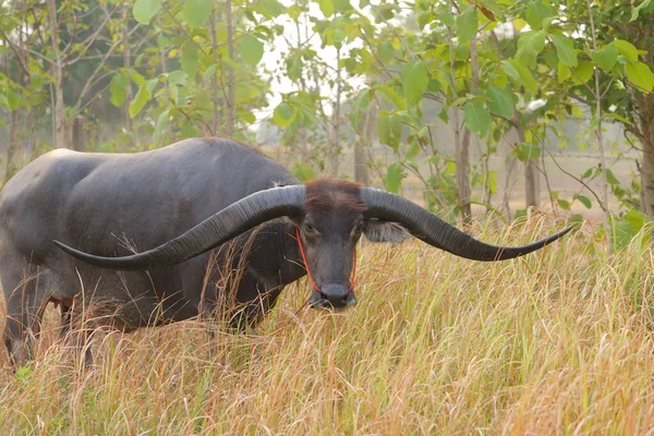 Thai Buffel Horn Länge Värdig Vatten Buffel Thailand — Stockfoto