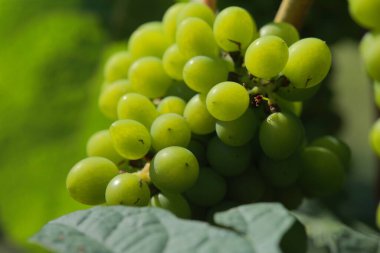 Tayland 'da yetişen üzüm bağları. Tayland 'daki taze kırmızı şarap üzümünün yakın görüntüsü. Büyük kırmızı üzümlü üzüm bağı manzaralı. Şarap tarlalarında yetişen olgun üzümler. Doğal dedikodu..